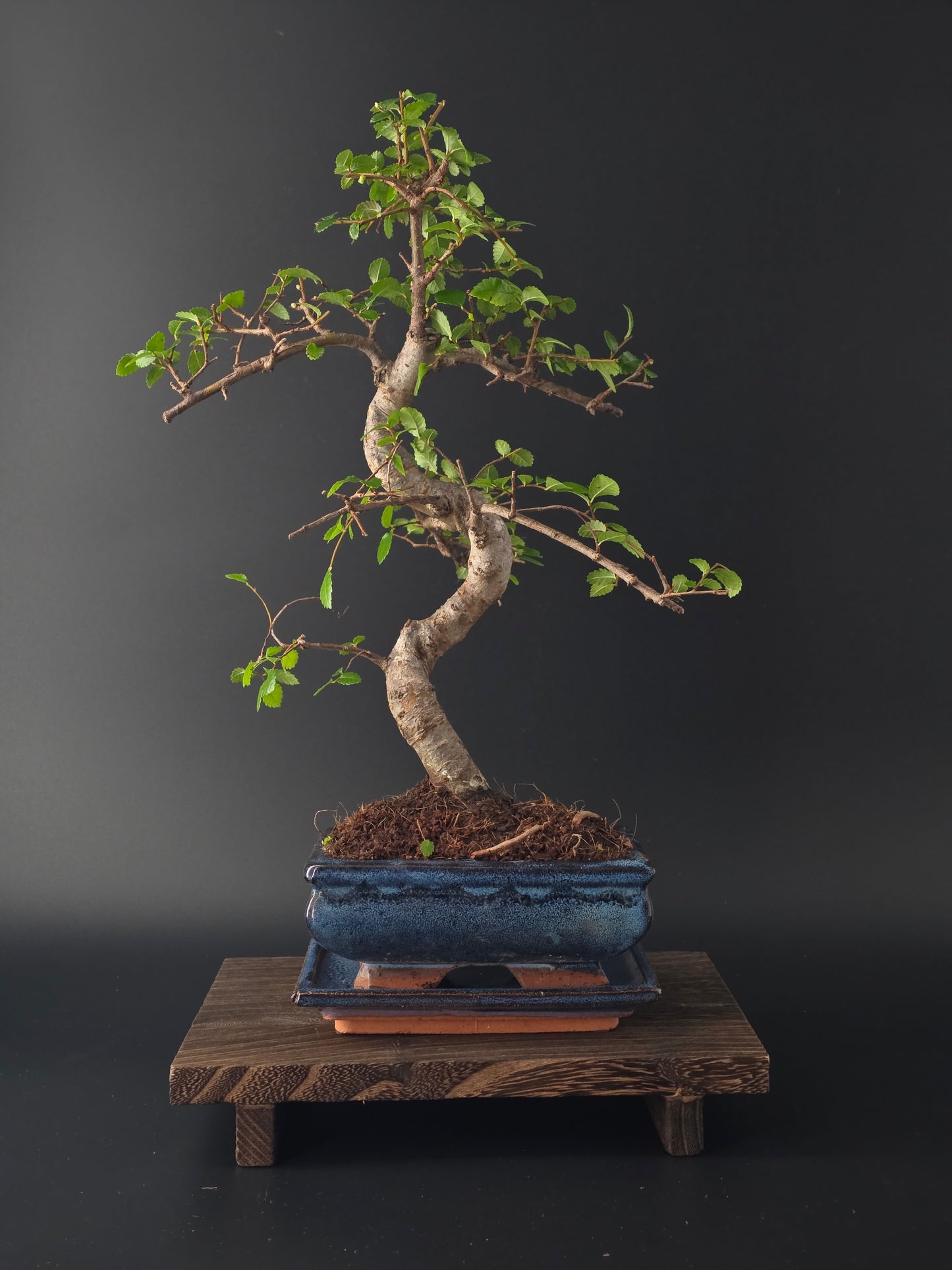 Chinese Elm Bonsai Tree – 8-9 Years Old | 35-40 cm | Ulmus parvifolia