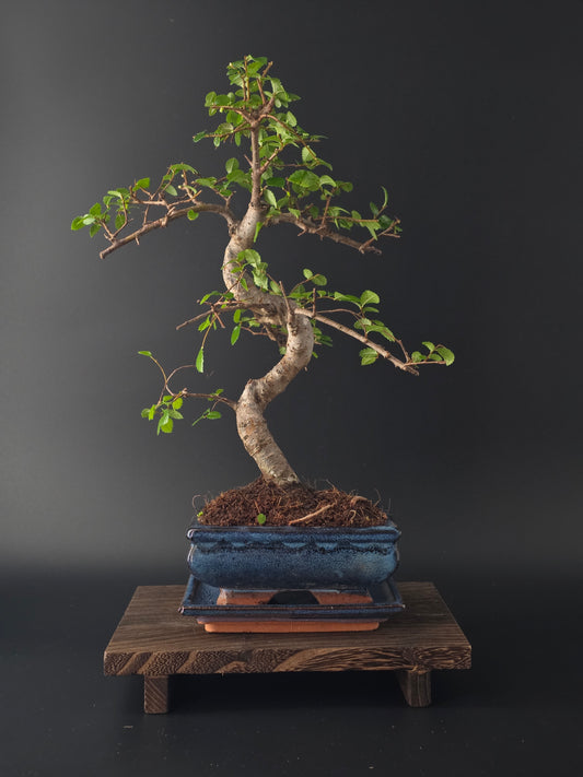 Chinese Elm Bonsai Tree – 8-9 Years Old | 35-40 cm | Ulmus parvifolia