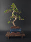 Chinese Elm Bonsai Tree – 8-9 Years Old | 35-40 cm | Ulmus parvifolia