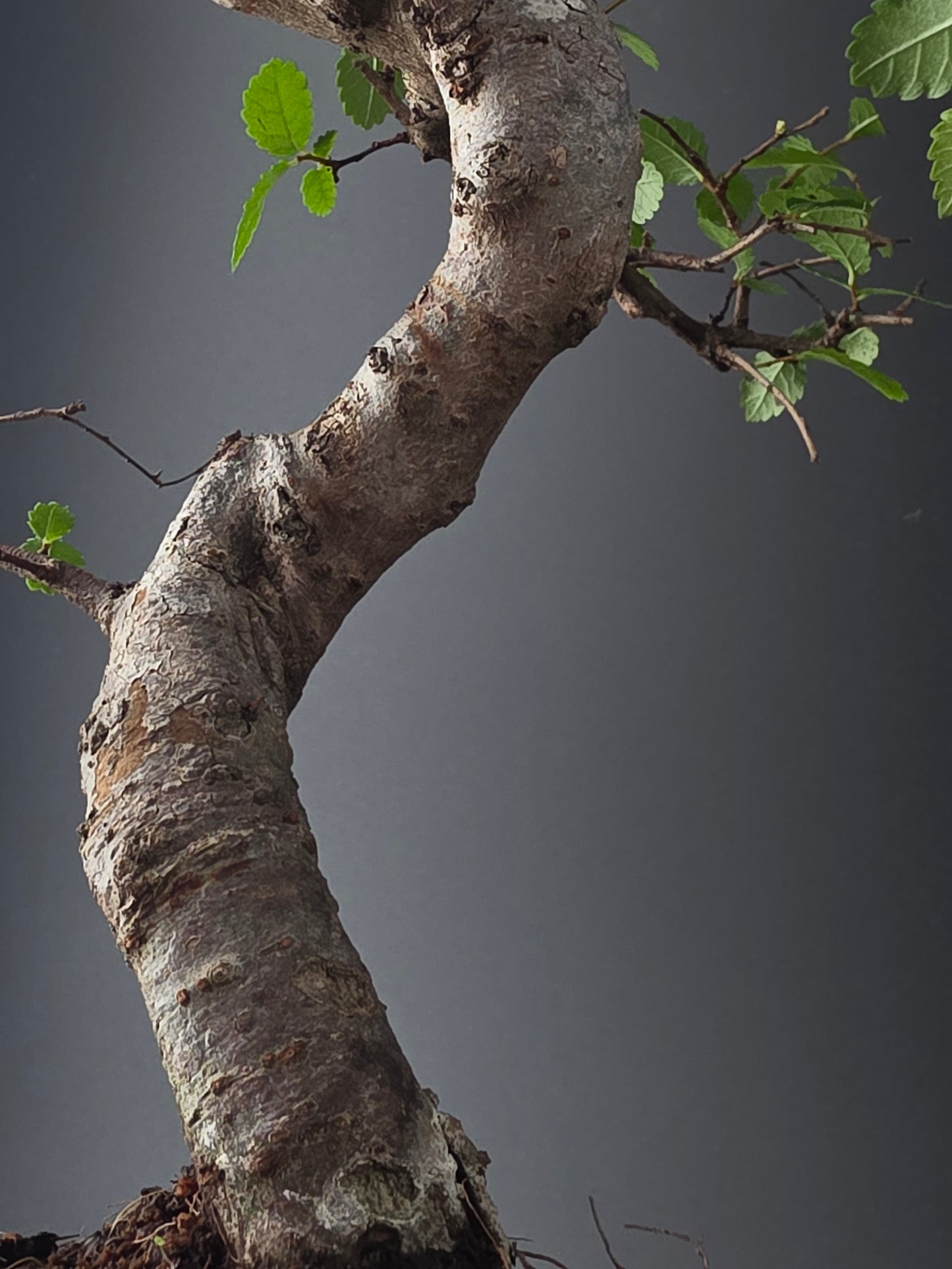 Chinese Elm Bonsai Tree – 8-9 Years Old | 35-40 cm | Ulmus parvifolia