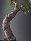 Chinese Elm Bonsai Tree – 8-9 Years Old | 35-40 cm | Ulmus parvifolia