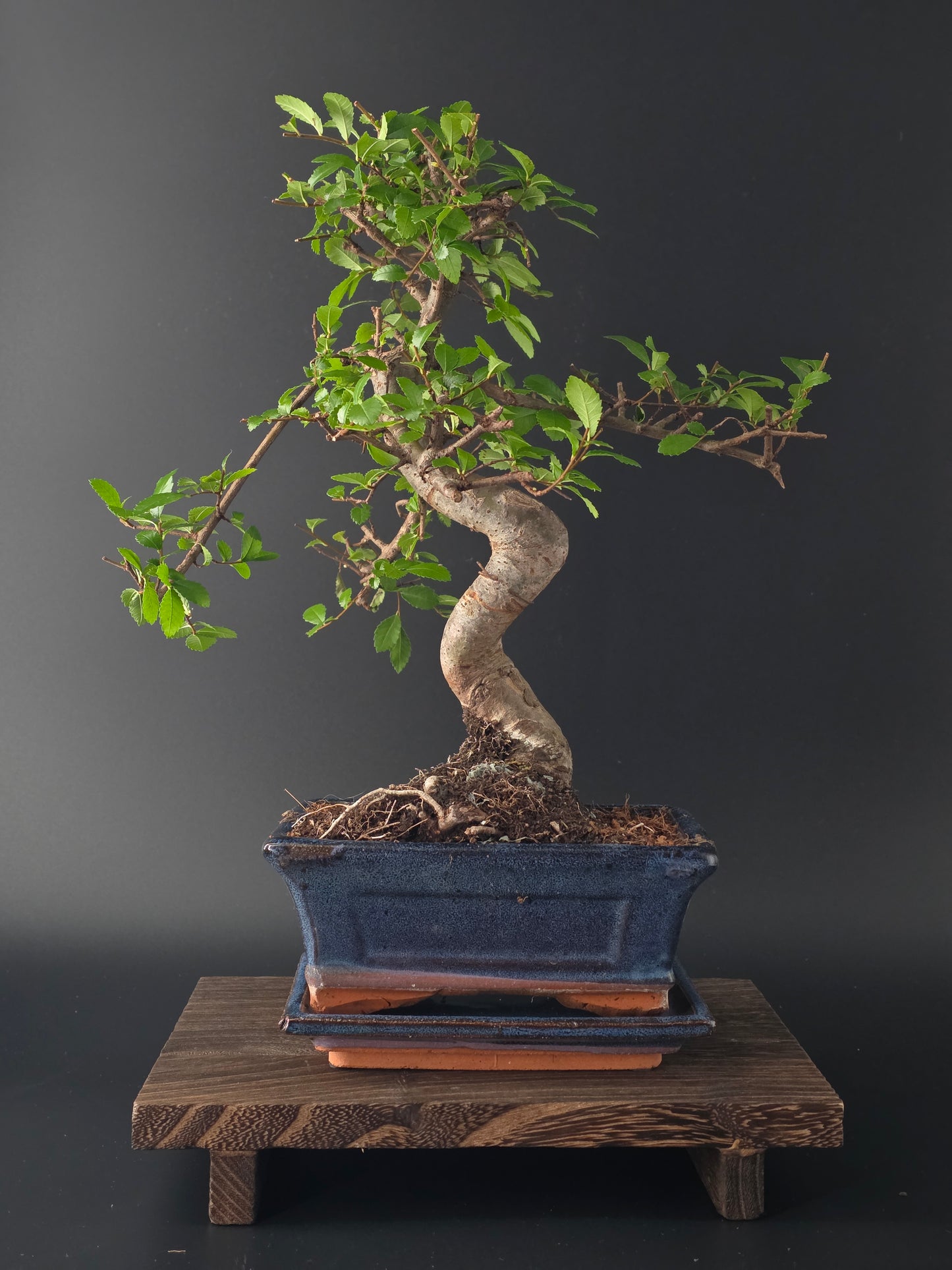 Chinese Elm Bonsai Tree – 8-9 Years Old | 35-40 cm | Ulmus parvifolia