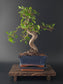 Chinese Elm Bonsai Tree – 8-9 Years Old | 35-40 cm | Ulmus parvifolia