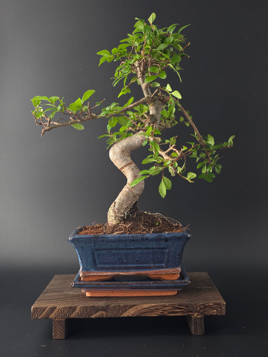 Chinese Elm Bonsai Tree – 8-9 Years Old | 35-40 cm | Ulmus parvifolia