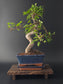 Chinese Elm Bonsai Tree – 8-9 Years Old | 35-40 cm | Ulmus parvifolia