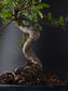 Chinese Elm Bonsai Tree – 8-9 Years Old | 35-40 cm | Ulmus parvifolia