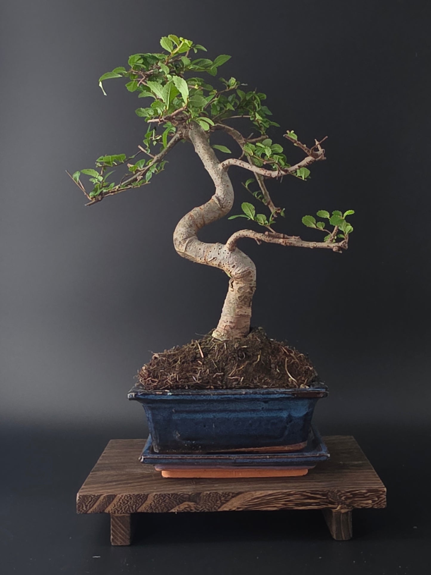 Chinese Elm Bonsai Tree – 8-9 Years Old | 35-40 cm | Ulmus parvifolia