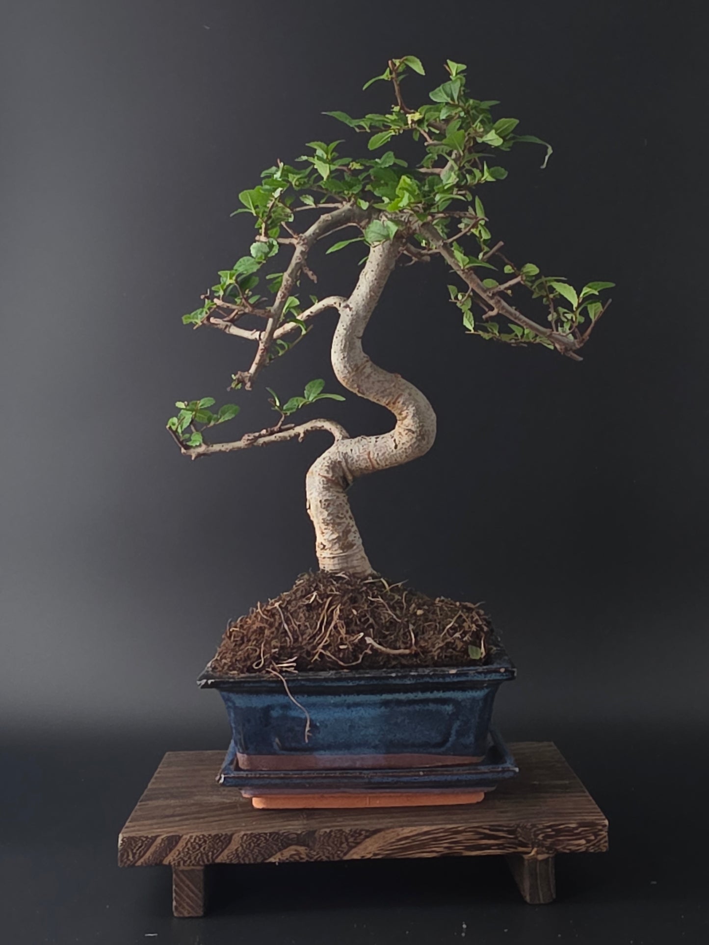 Chinese Elm Bonsai Tree – 8-9 Years Old | 35-40 cm | Ulmus parvifolia