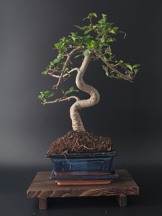 Chinese Elm Bonsai Tree – 8-9 Years Old | 35-40 cm | Ulmus parvifolia
