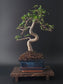 Chinese Elm Bonsai Tree – 8-9 Years Old | 35-40 cm | Ulmus parvifolia