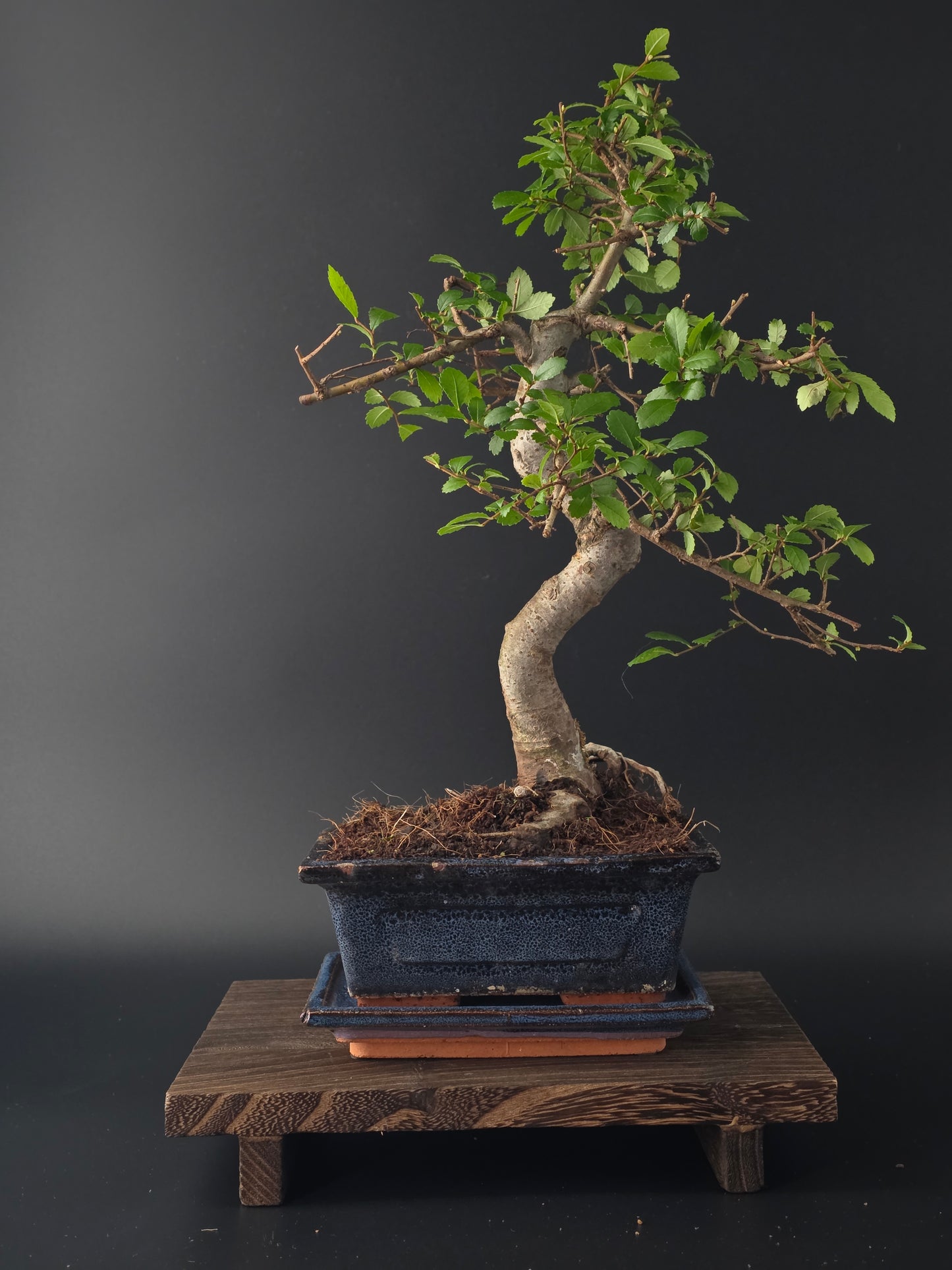 Chinese Elm Bonsai Tree – 8-9 Years Old | 35-40 cm | Ulmus parvifolia