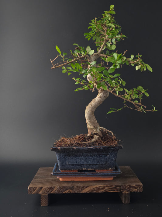 Chinese Elm Bonsai Tree – 8-9 Years Old | 35-40 cm | Ulmus parvifolia