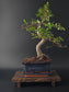 Chinese Elm Bonsai Tree – 8-9 Years Old | 35-40 cm | Ulmus parvifolia