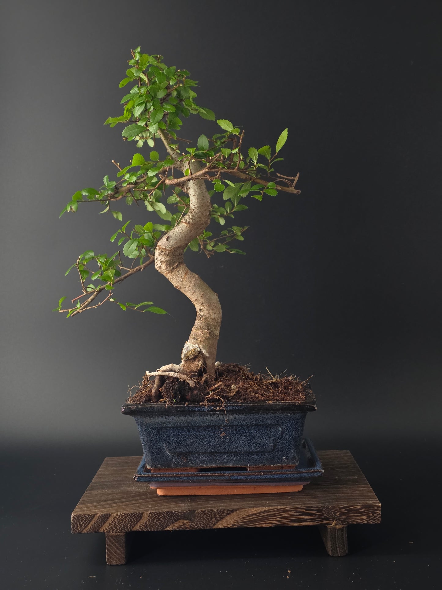 Chinese Elm Bonsai Tree – 8-9 Years Old | 35-40 cm | Ulmus parvifolia