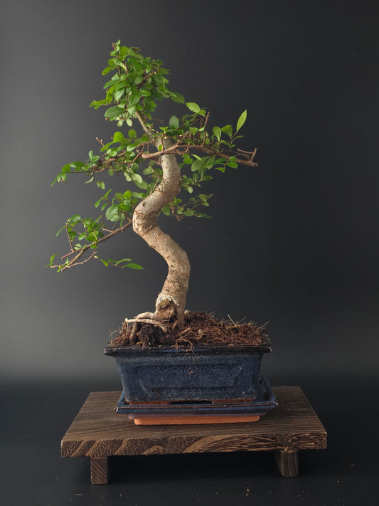 Chinese Elm Bonsai Tree – 8-9 Years Old | 35-40 cm | Ulmus parvifolia