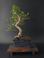 Chinese Elm Bonsai Tree – 8-9 Years Old | 35-40 cm | Ulmus parvifolia