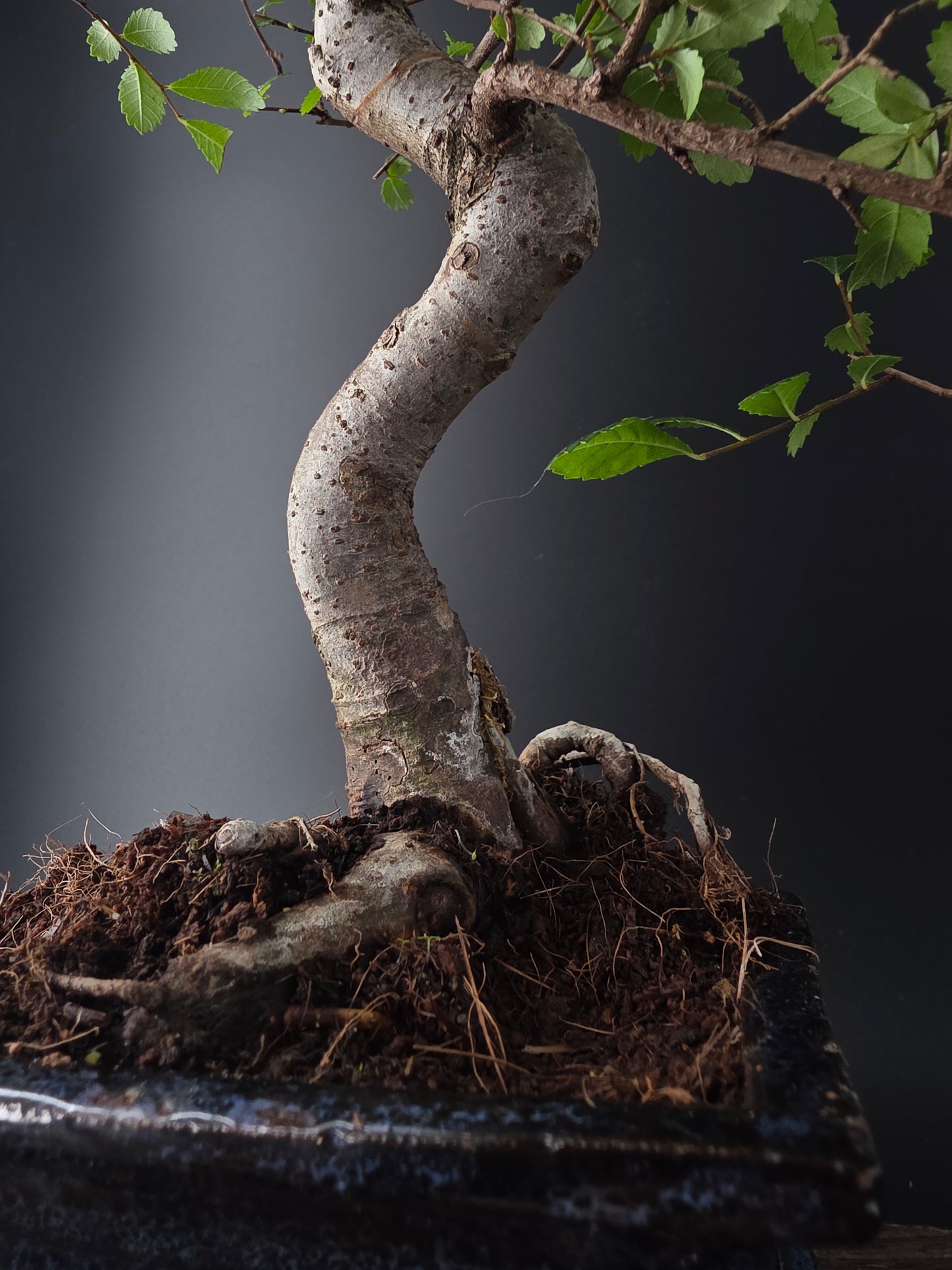 Chinese Elm Bonsai Tree – 8-9 Years Old | 35-40 cm | Ulmus parvifolia
