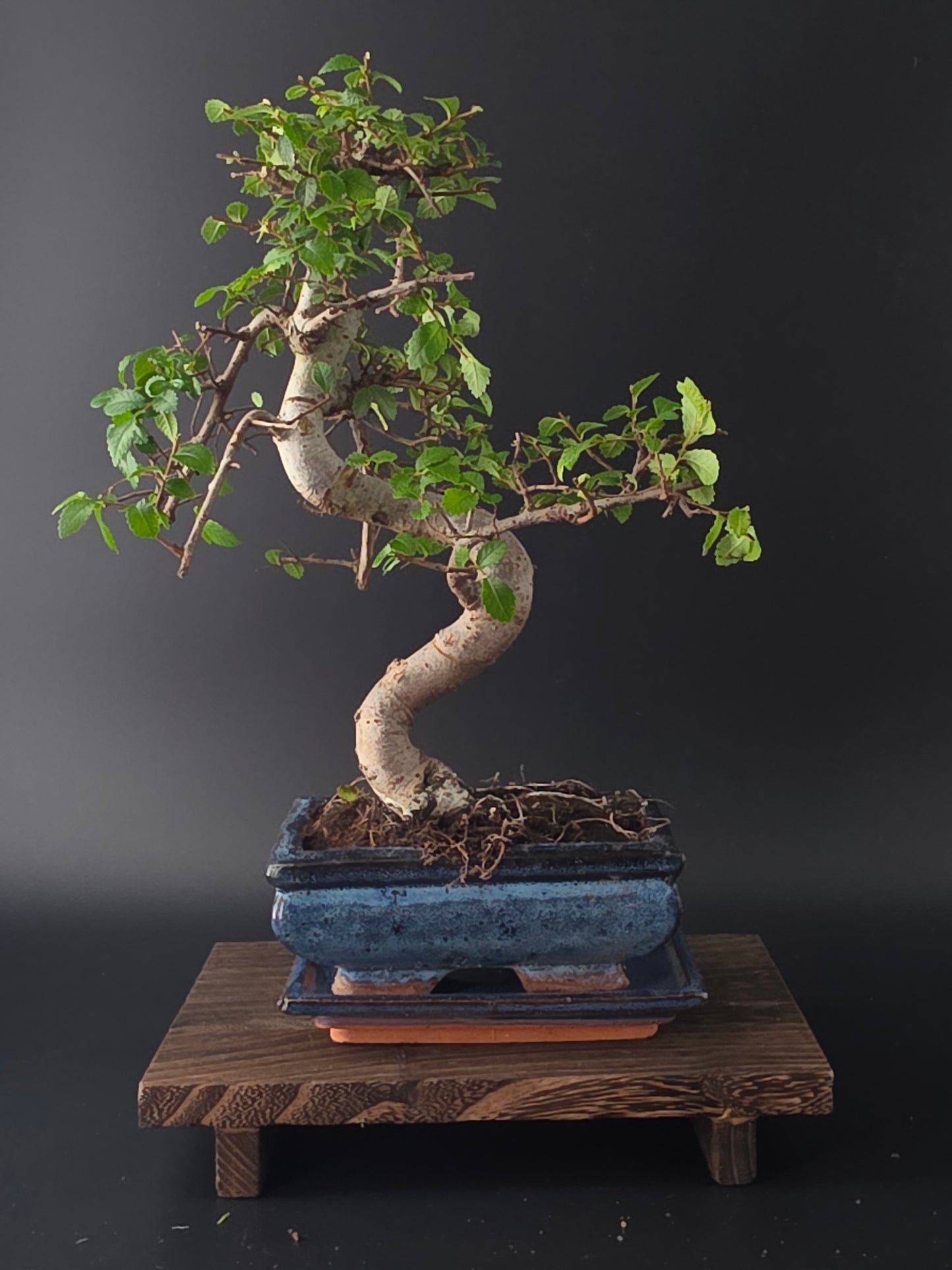 Chinese Elm Bonsai Tree – 8-9 Years Old | 35-40 cm | Ulmus parvifolia