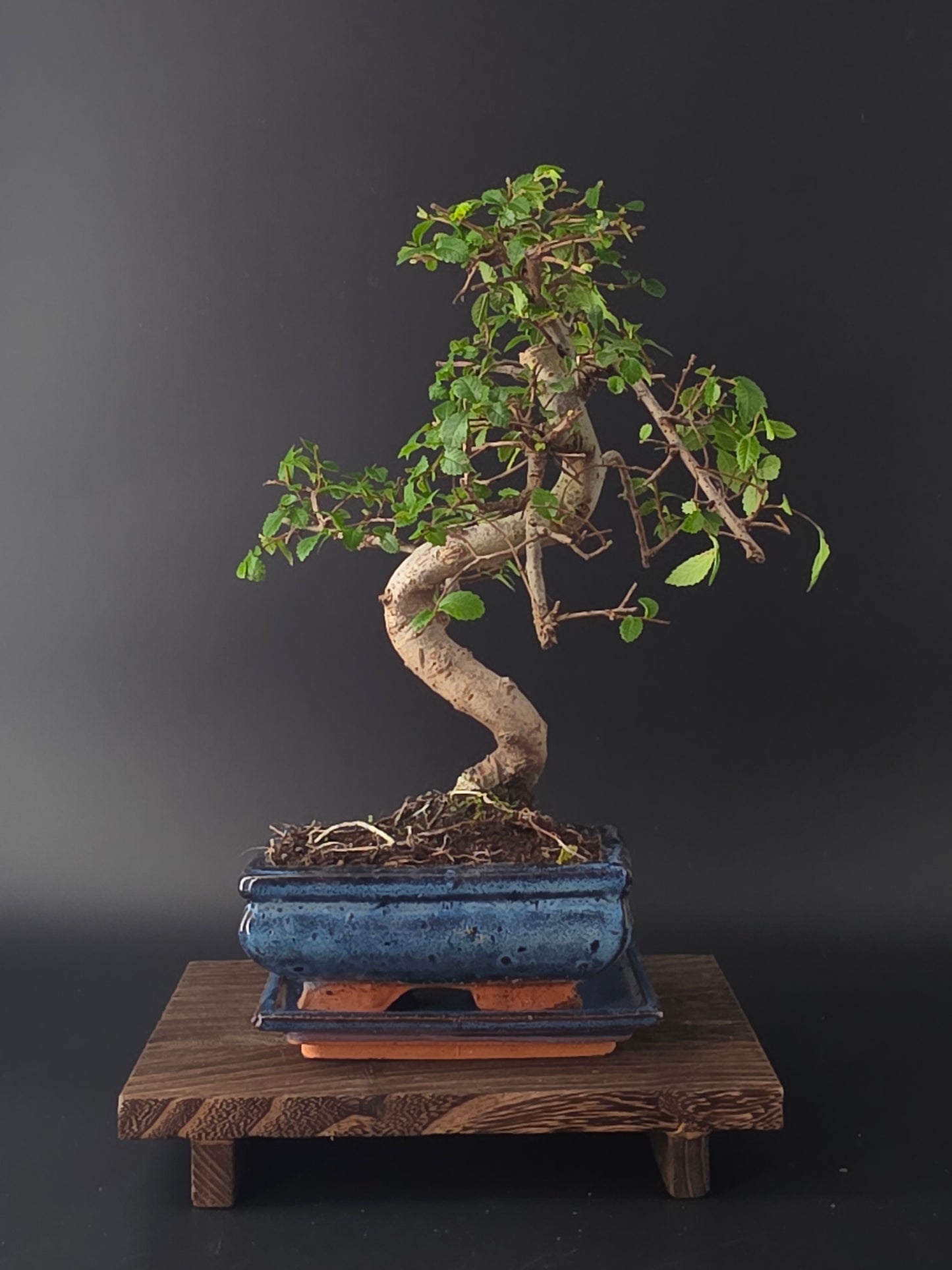 Chinese Elm Bonsai Tree – 8-9 Years Old | 35-40 cm | Ulmus parvifolia