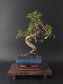 Chinese Elm Bonsai Tree – 8-9 Years Old | 35-40 cm | Ulmus parvifolia