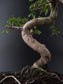 Chinese Elm Bonsai Tree – 8-9 Years Old | 35-40 cm | Ulmus parvifolia