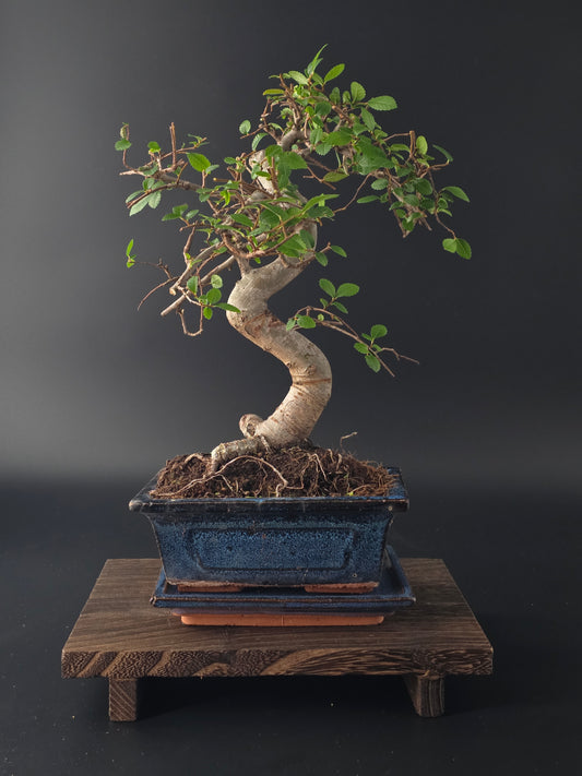 Chinese Elm Bonsai Tree – 8-9 Years Old | 35-40 cm | Ulmus parvifolia