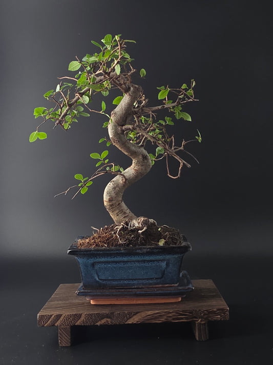Chinese Elm Bonsai Tree – 8-9 Years Old | 35-40 cm | Ulmus parvifolia