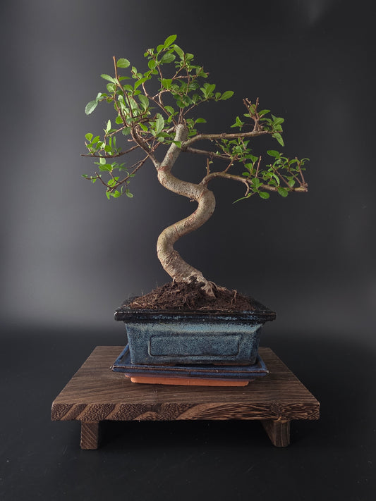 Chinese Elm Bonsai Tree – 8-9 Years Old | 35-40 cm | Ulmus parvifolia