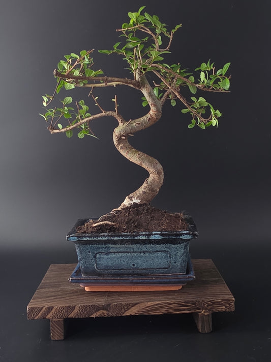 Chinese Elm Bonsai Tree – 8-9 Years Old | 35-40 cm | Ulmus parvifolia