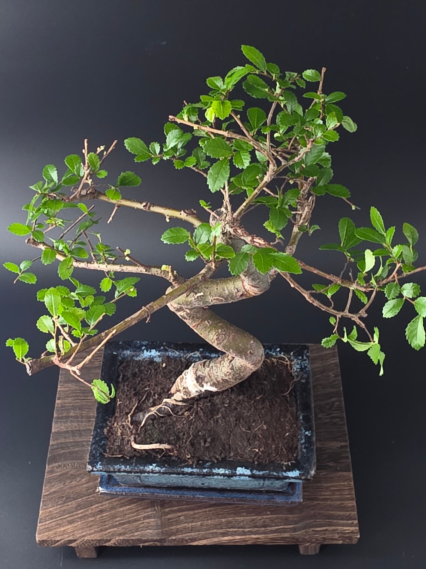Chinese Elm Bonsai Tree – 8-9 Years Old | 35-40 cm | Ulmus parvifolia