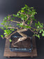 Chinese Elm Bonsai Tree – 8-9 Years Old | 35-40 cm | Ulmus parvifolia