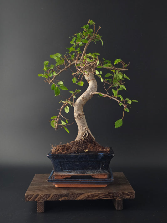 Chinese Elm Bonsai Tree – 8-9 Years Old | 35-40 cm | Ulmus parvifolia