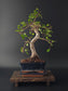 Chinese Elm Bonsai Tree – 8-9 Years Old | 35-40 cm | Ulmus parvifolia