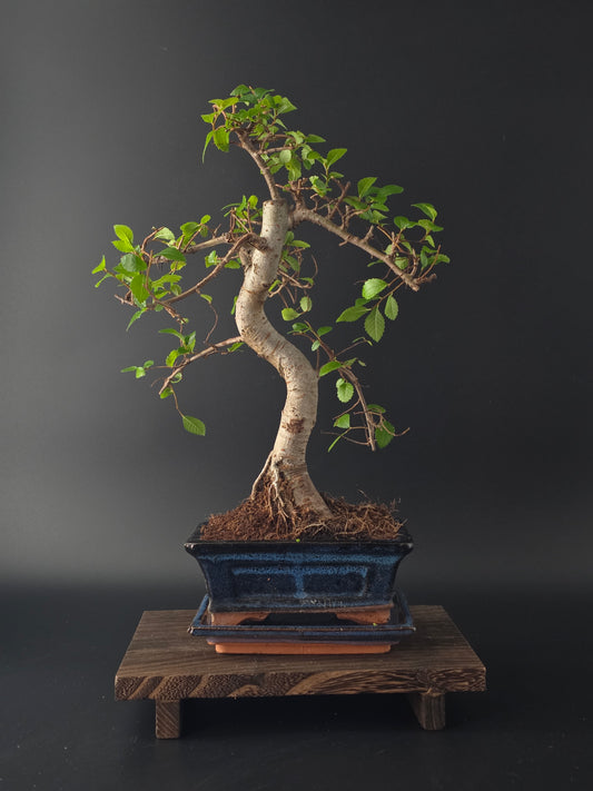 Chinese Elm Bonsai Tree – 8-9 Years Old | 35-40 cm | Ulmus parvifolia