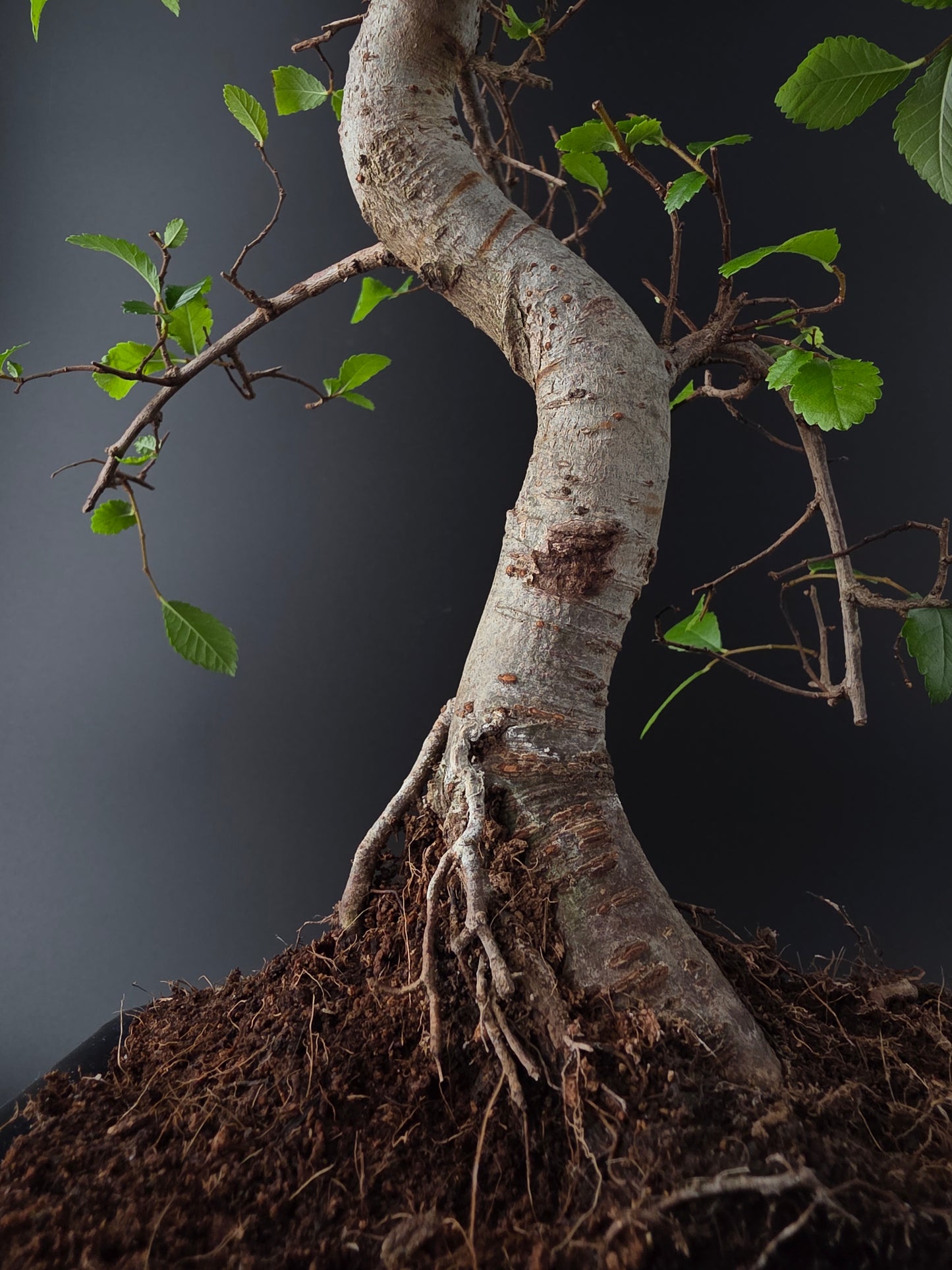 Chinese Elm Bonsai Tree – 8-9 Years Old | 35-40 cm | Ulmus parvifolia