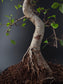 Chinese Elm Bonsai Tree – 8-9 Years Old | 35-40 cm | Ulmus parvifolia