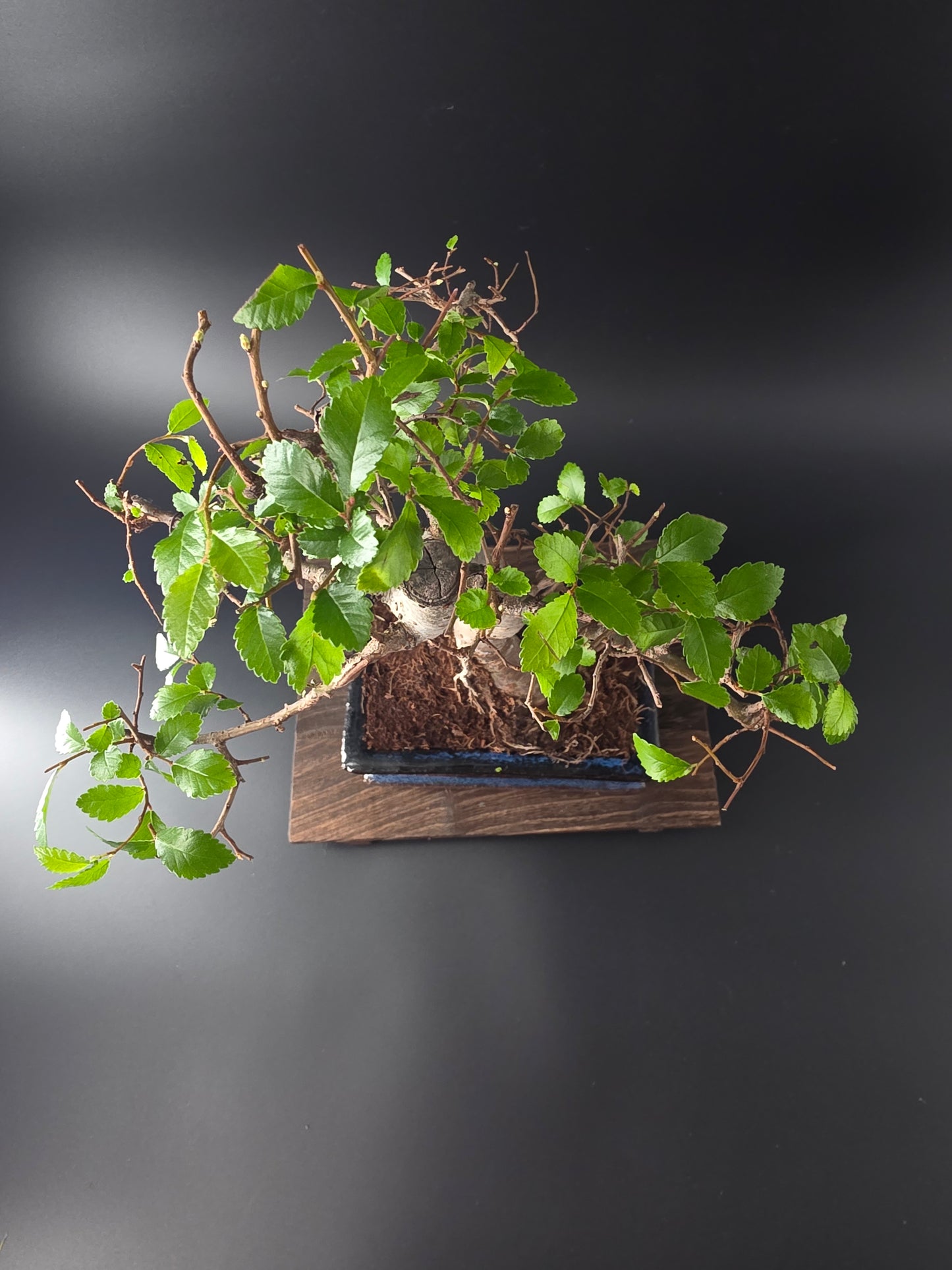 Chinese Elm Bonsai Tree – 8-9 Years Old | 35-40 cm | Ulmus parvifolia