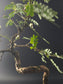 Close-up of the Sesbania's twisting lichen-textured trunk and fine compound leaves.