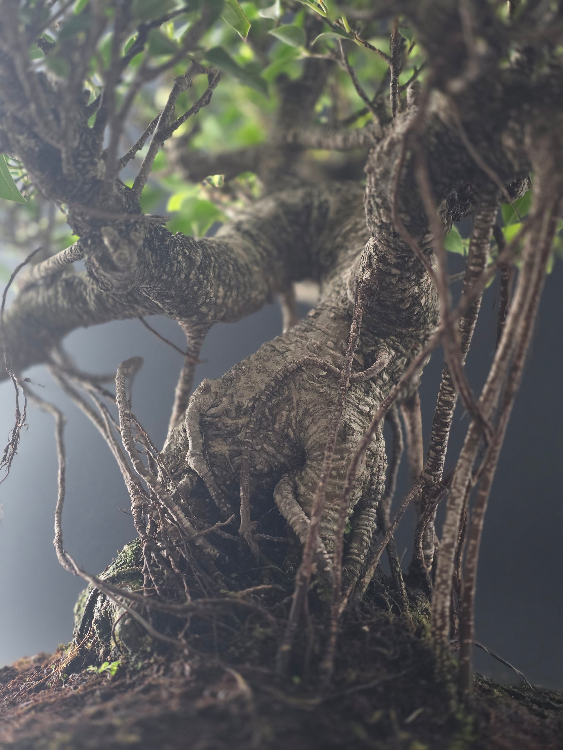 Close-up of the Ficus Retusa's thick gnarled trunk base and aerial roots above the soil.