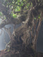 Close-up of the Ficus Retusa's thick gnarled trunk base and aerial roots above the soil.