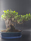 Three-quarter view of the Ficus Retusa showing glossy leaves over a broad trunk in a blue oval pot.