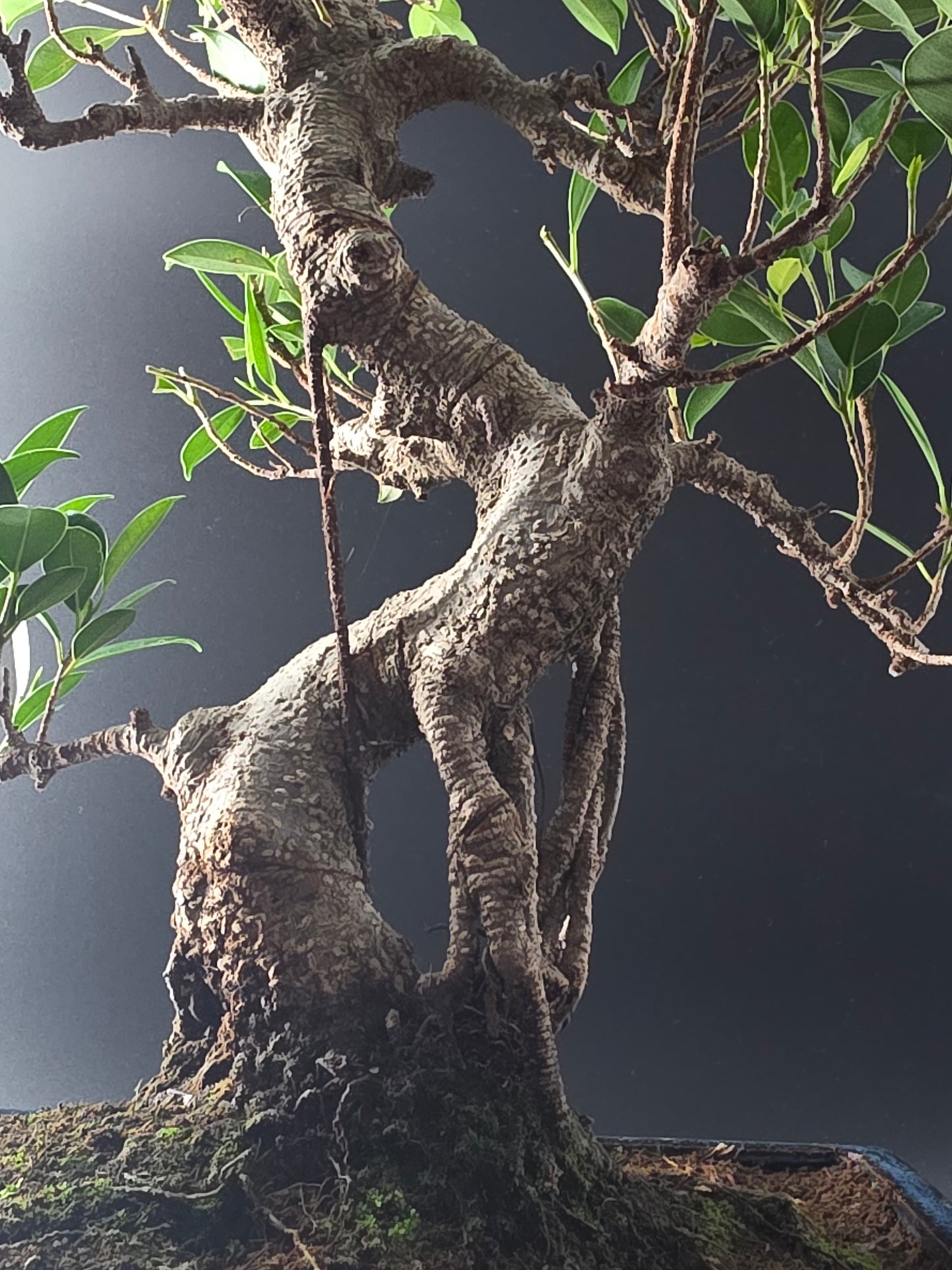 Close-up of the Ficus Retusa's gnarled trunk and aerial roots above the soil in a dark blue pot.
