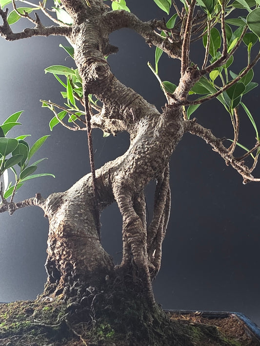 Close-up of the Ficus Retusa's gnarled trunk and aerial roots above the soil in a dark blue pot.