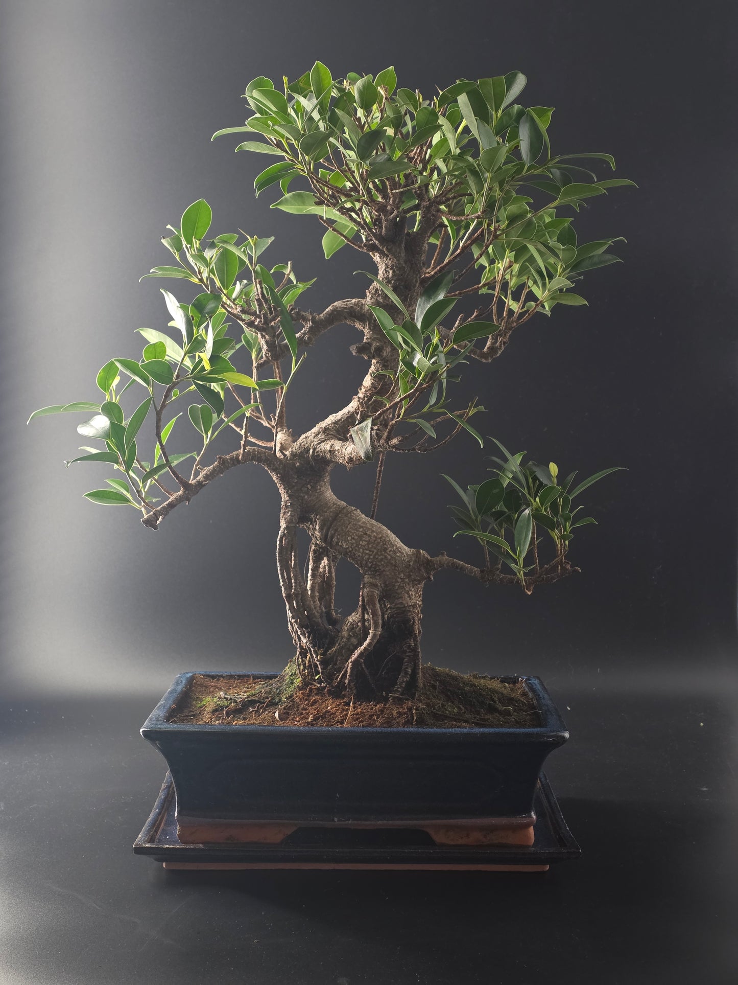 Three-quarter view of the Ficus Retusa showing its dense canopy and dark blue rectangular glazed pot.