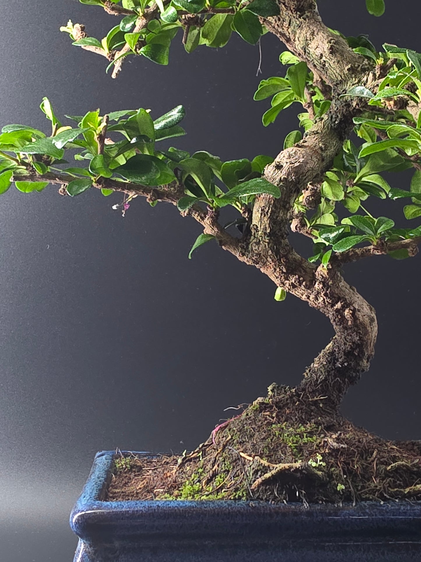 Close-up of the Fukien Tea's thick, twisted trunk and mossy surface above a dark blue pot.