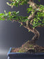 Close-up of the Fukien Tea's thick, twisted trunk and mossy surface above a dark blue pot.