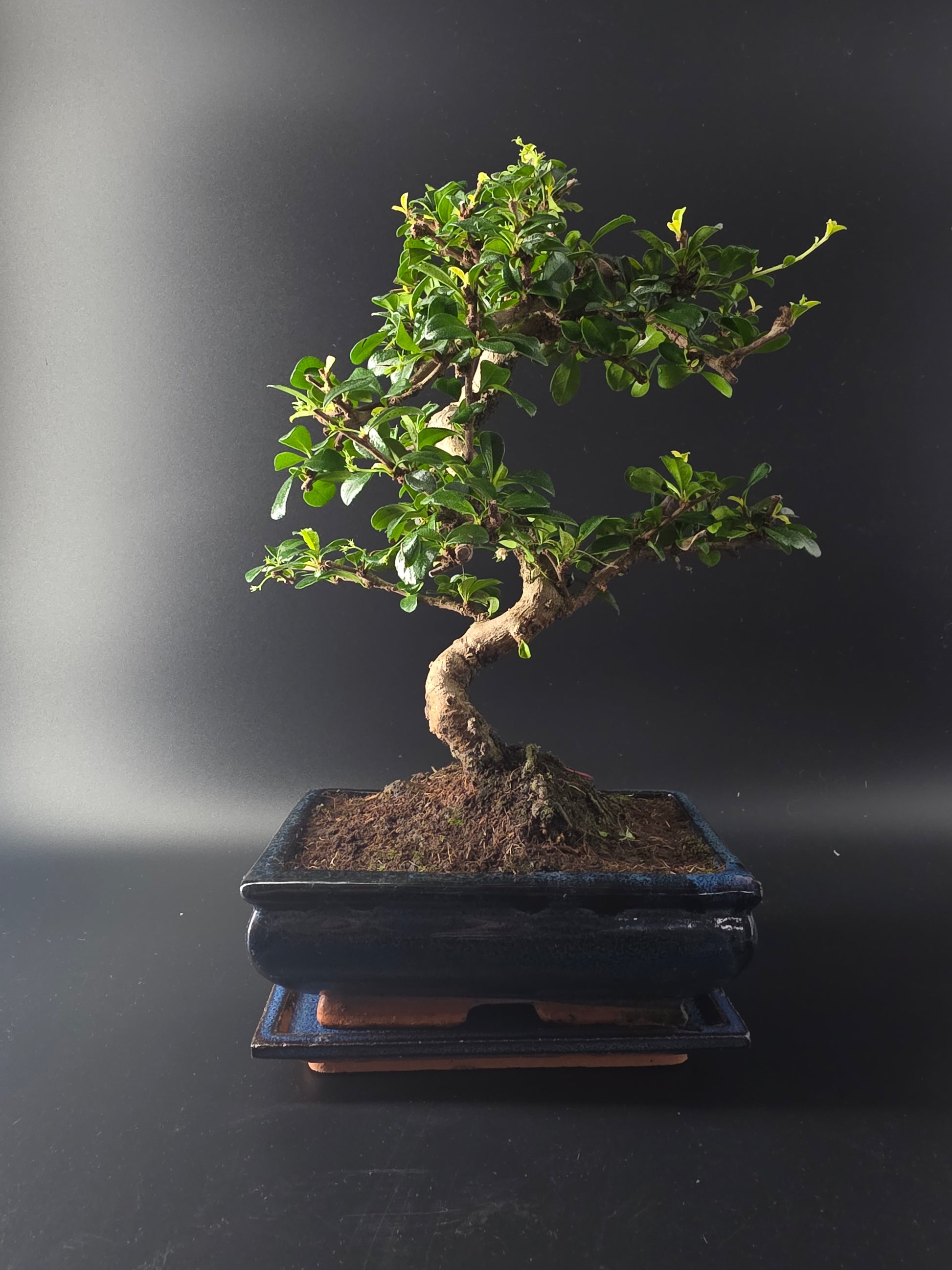 Three-quarter view of the Fukien Tea showing its twiggy canopy and dark blue rectangular glazed pot.