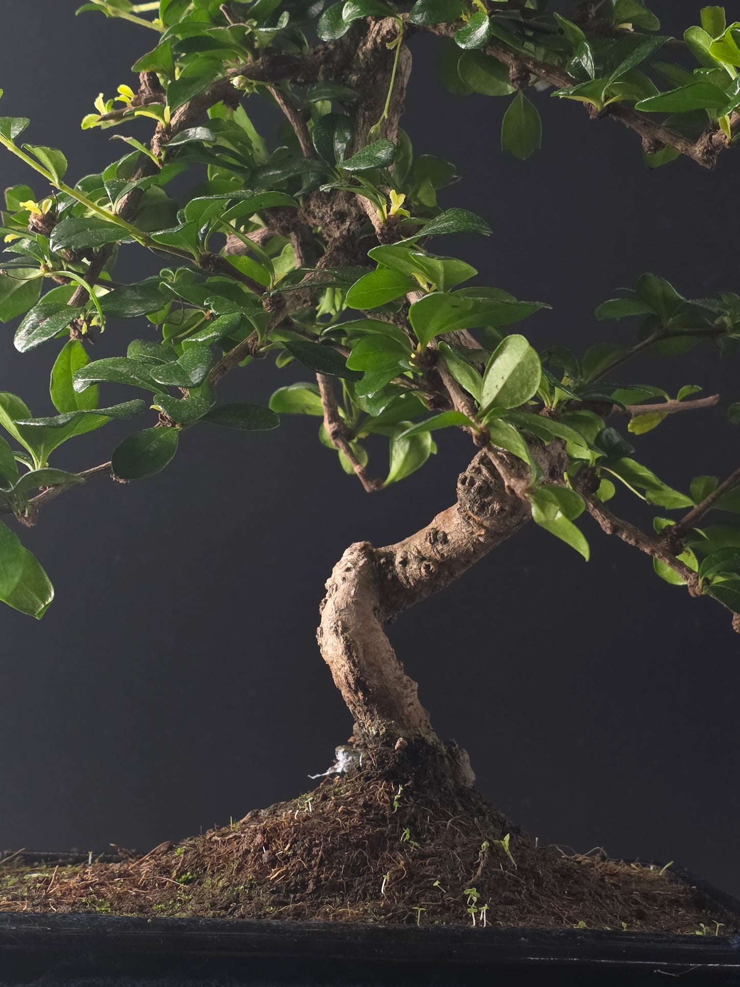Close-up of the Carmona trunk and curving branches