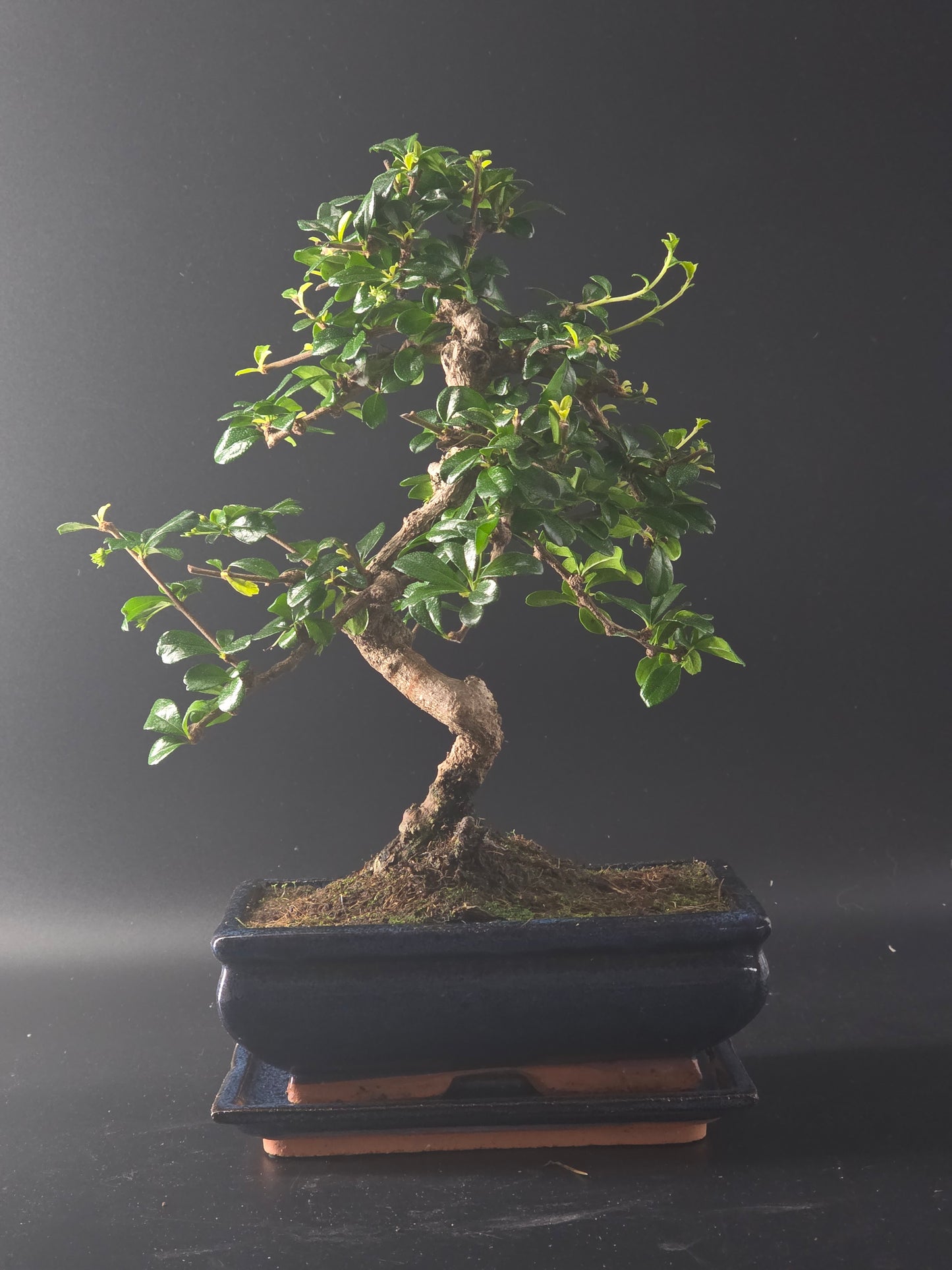 Carmona bonsai full view, compact canopy of small glossy leaves on a terracotta saucer