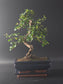 Carmona bonsai full view, compact canopy of small glossy leaves on a terracotta saucer